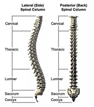 Illustration of Spinal Column — Dodge City, KS — Phillips Chiropractic & Physical Therapy Center Illustration of Spinal Column — Dodge City, KS — Phillips Chiropractic & Physical Therapy Center