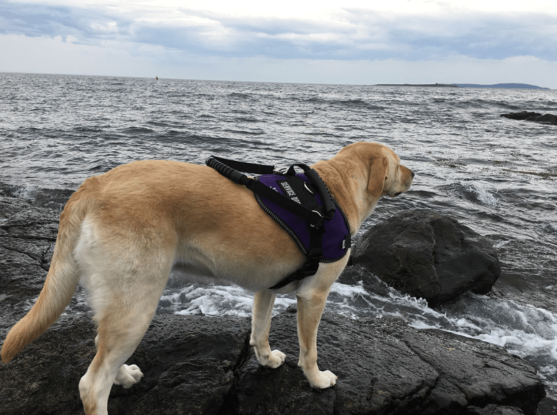 Josie by the ocean- Story writer in Bradley, ME