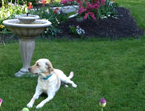 Josie relaxing in garden - Story writer in Bradley, ME