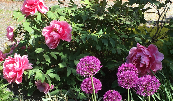Pink and purple flowers - Story writer in Bradley, ME