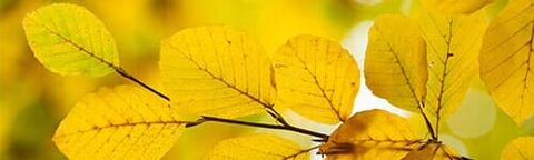 Autumnal leaves - Story writer in Bradley, ME Autumnal leaves - Story writer in Bradley, ME