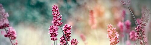 Lavender flowers - Story writer in Bradley, ME Lavender flowers - Story writer in Bradley, ME