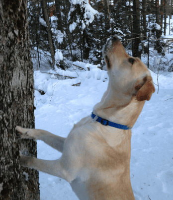 Josie's snowy tree - Story writer in Bradley, ME Josie's snowy tree - Story writer in Bradley, ME