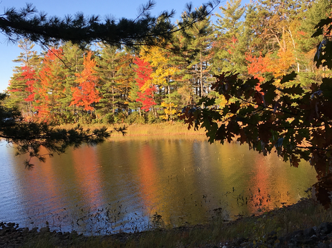 Autumn Trees - Story writer in Bradley, ME