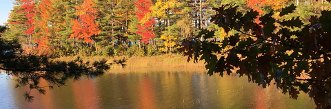 Autumnal leaves - Story writer in Bradley, ME Autumnal leaves - Story writer in Bradley, ME