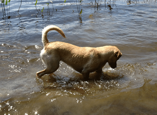 Josie in lake - Story writer in Bradley, ME Josie in lake - Story writer in Bradley, ME