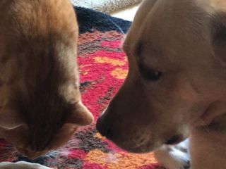 Vernita and Josie - Story writer in Bradley, ME