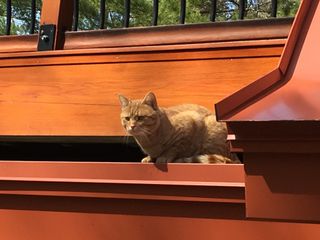 Josie in lake - Story writer in Bradley, ME