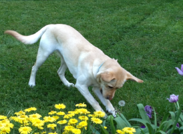 Josie in the garden - Story writer in Bradley, ME Image Josie in the garden - Story writer in Bradley, ME Image