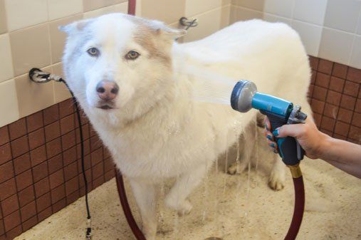 Dog grooming - Go Dogs Go in Long Beach CA Dog grooming - Go Dogs Go in Long Beach CA