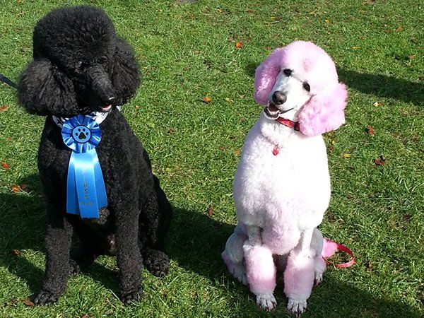 Dog Grooming, Pet Grooming in Long Beach, CA Dog Grooming, Pet Grooming in Long Beach, CA