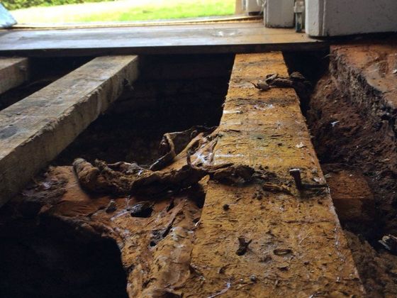 dry rot eradication