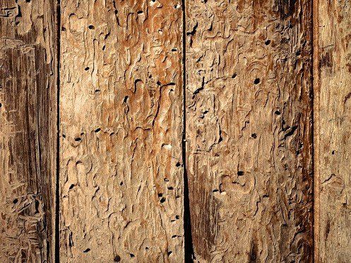 Dry rot control