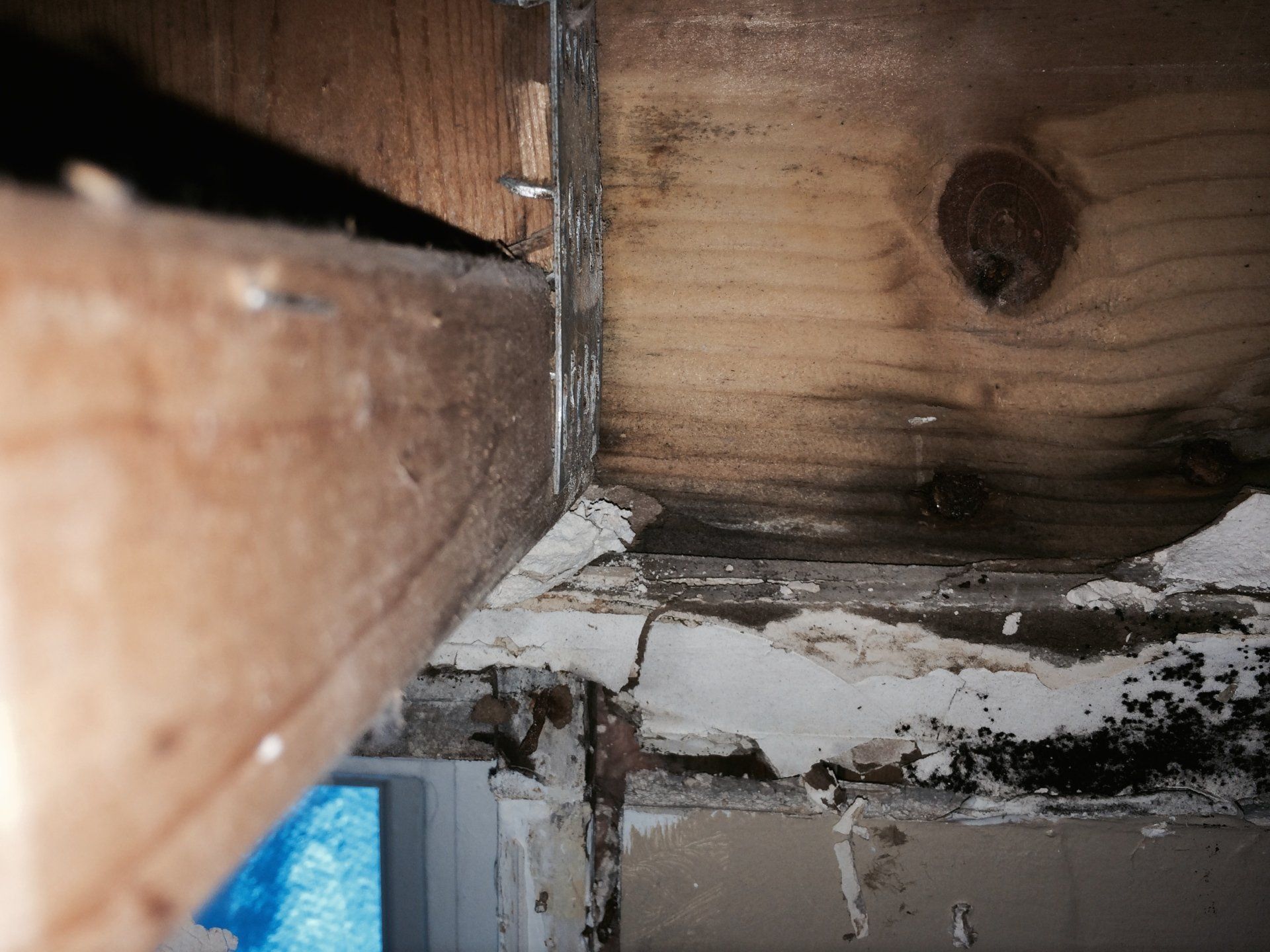 Mold in roof system of wet building 