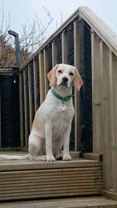 7 month old lemon Beagle