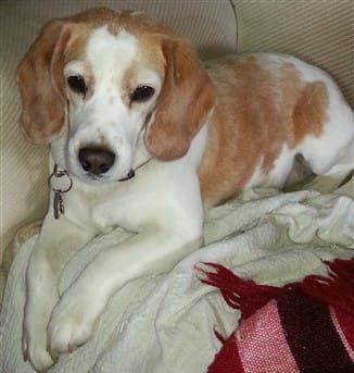 lemon Beagle, female