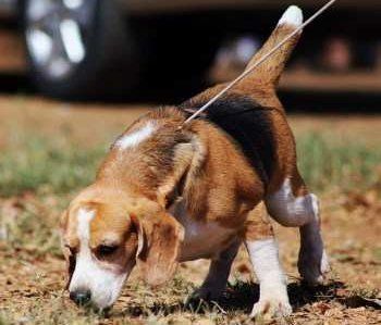 Beagle hound dog