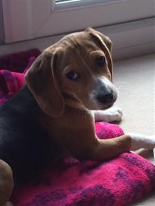 Beagle looking back