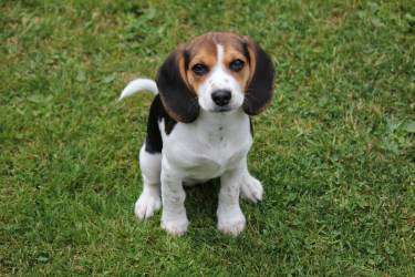 12 week old Beagle