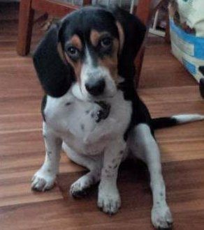 Beagle named Barnaby