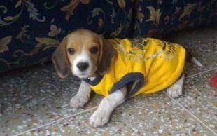 Beagle wearing yellow shirt