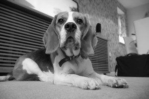 20 month old Beagle