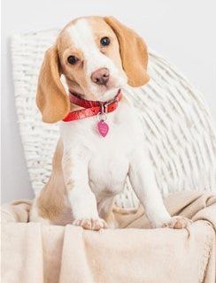 lemon-beagle