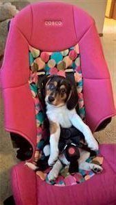 female beagle in pink seat