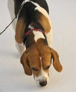Beagle sniffing