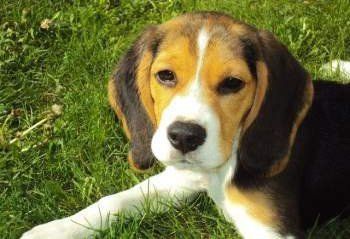Beagle puppy on green grass