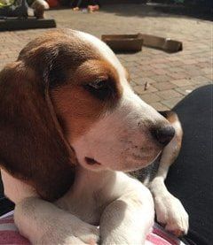 beagle-nose