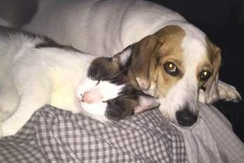 Beagle and cat together -8
