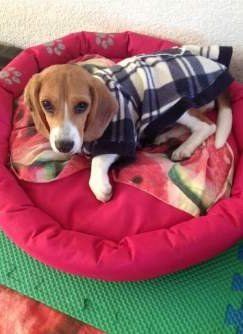 Beagle on bed