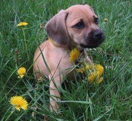 Puggle Beagle and Pug dog mix