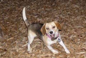 Beagle active and playing outside