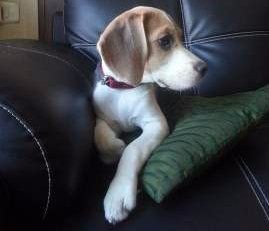 handsome Beagle dog