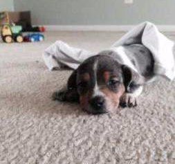 female Beagle acting sleepy
