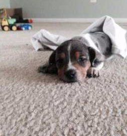 female Beagle acting sleepy