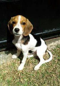 Profile of Beagle's tail