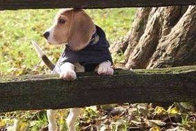 Beagles resting