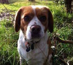 Beaglier Beagle hybrid dog