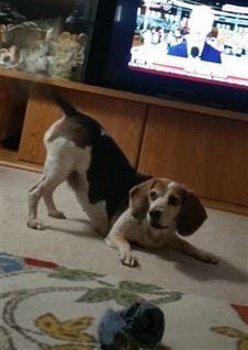 a-Beagle-alone-in-room
