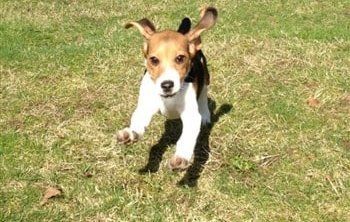 beagle-running-crazy
