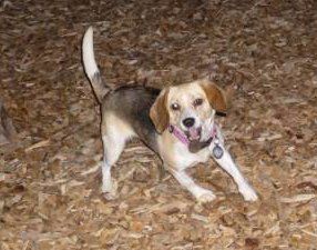Beagle active and playing outside