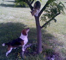 Beagle chasing cat up a tree