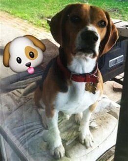 beagle-boy