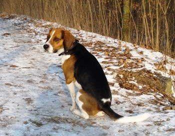Beagle outside in the winter