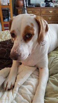 Beagle 2 years old