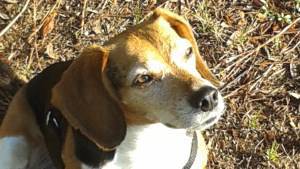 9 year old Beagle