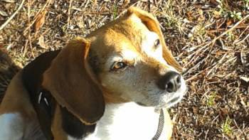 9 year old Beagle